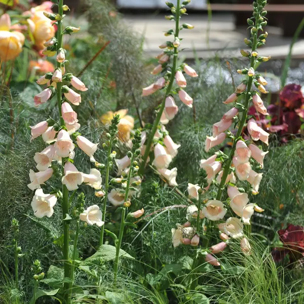 Digitalis Dalmatian Peach Foxglove