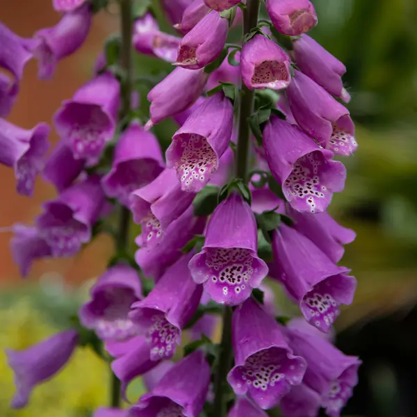 Digitalis Dalmatian Purple Foxglove