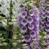 Digitalis Dalmation Rose Foxglove P68digdrf - Garden Express Australia