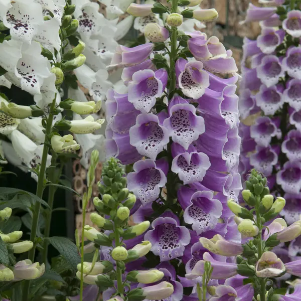 Digitalis Dalmatian Rose Foxglove Digitalis Dalmatian Rose Foxglove