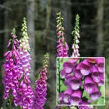 Digitalis Pink Panther Foxglove P68digppf - Garden Express Australia