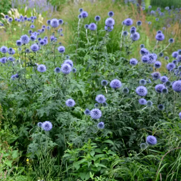Echinops Ritro Blue Globe Thistle