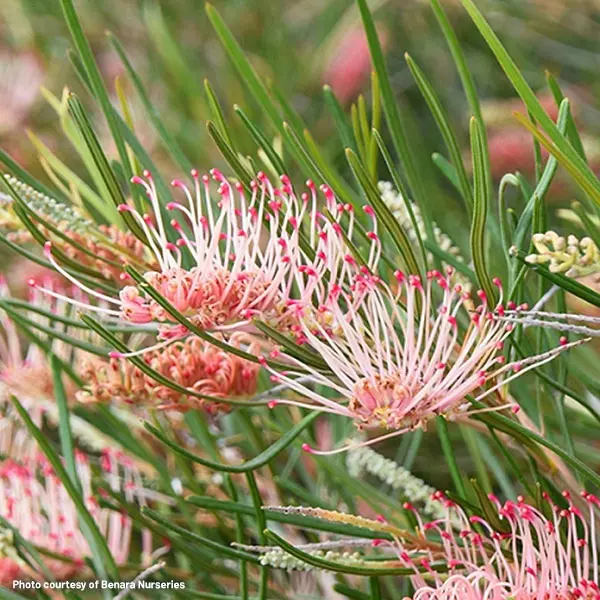 Grevillea Aphrodites Dream (pbr)