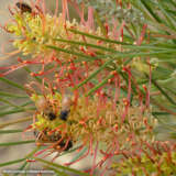 Grevillea Outback Sunrise Lpogreosu - Garden Express Australia