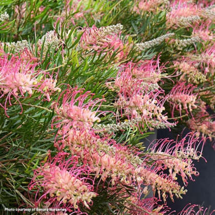 Grevillea Pink Profusion Lpogrepip - Garden Express Australia