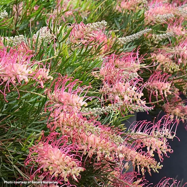 Grevillea Pink Profusion (pbr)