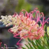 Types and Colours of Grevillea Grevillea Pink Profusion P14grepip - Garden Express Australia