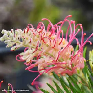 Types And Colours Of Grevillea Grevillea Pink Profusion P14grepip - Garden Express Australia