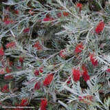 Grevillea Red Coral Lpogrerco - Garden Express Australia