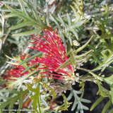 Grevillea Red Coral P14grerco - Garden Express Australia