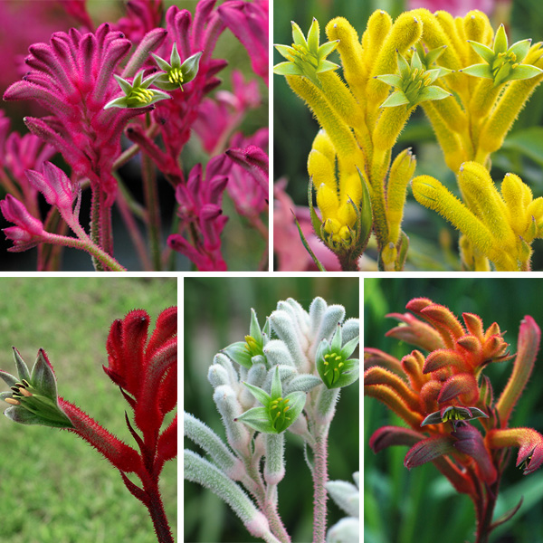 Gurus Kangaroo Paw Bush Gems Coll (PBR) Garden Express