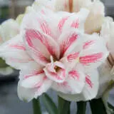 Hippeastrum Aquaro Pkhipaqu - Garden Express Australia