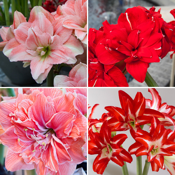 Hippeastrum Double Collection 2