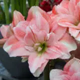 Hippeastrum Pink Glory Pkhippgl - Garden Express Australia