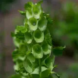 Moluccella Bells Of Ireland P68molibe - Garden Express Australia