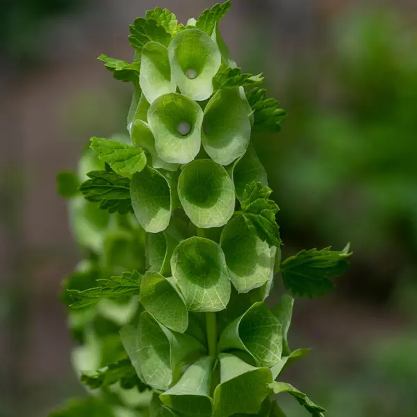Moluccella Bells Of Ireland