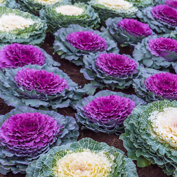 Ornamental Kale Purple Garden Express