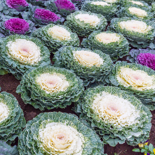 Ornamental Kale White Garden Express