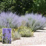 Perovskia Russian Sage P68perrsa - Garden Express Australia