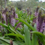 Pineapple Lily Purple Shades Pkplipsh - Garden Express Australia
