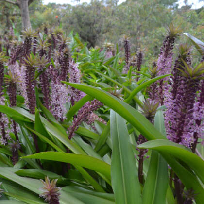 Pineapple Lily Purple Shades Pkplipsh - Garden Express Australia