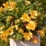 Princess Lily Ariane P68pliari - Garden Express Australia