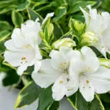 Princess Lily Claressa P68plicls - Garden Express Australia