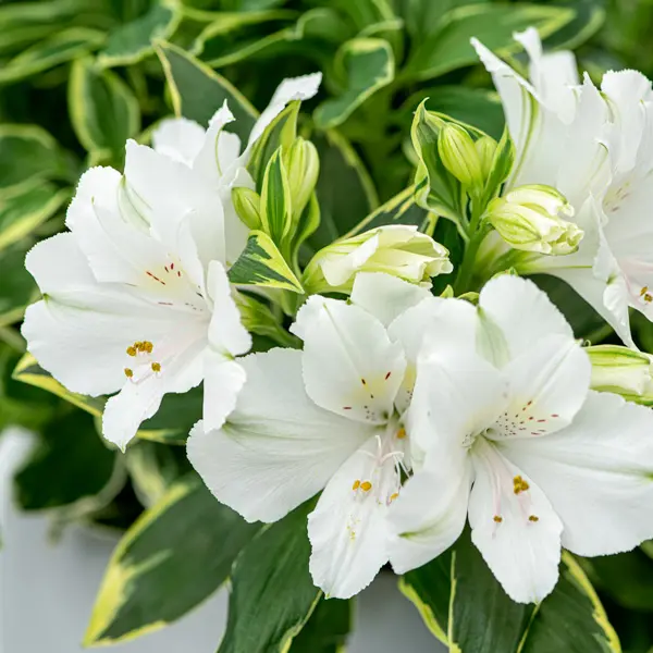 Princess Lily Claressa (pbr)