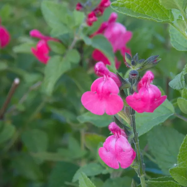 Salvia Cyclamen Salvia Cyclamen