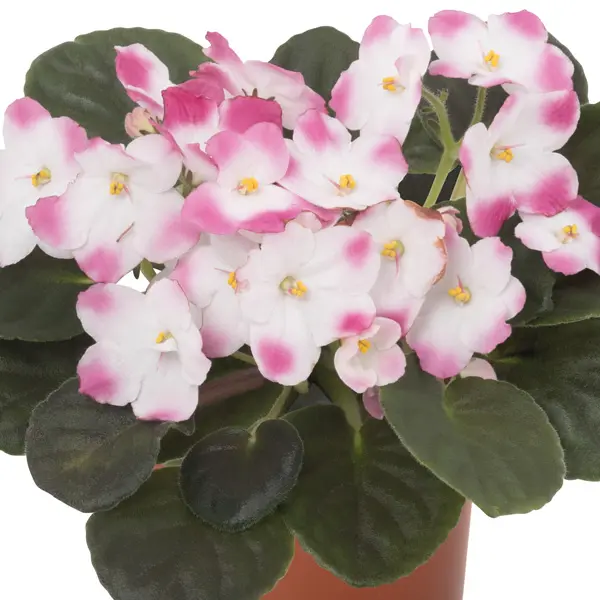 African Violet Maxi Gloria