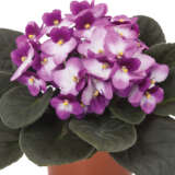 African Violet Maxi Patty