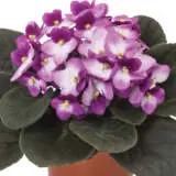 African Violet Maxi Patty P10avimpa - Garden Express Australia