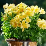 Alstroemeria Inticancha Havana P68alsiha - Garden Express Australia