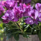 Alstroemeria Inticancha Indigo P68alsiin - Garden Express Australia