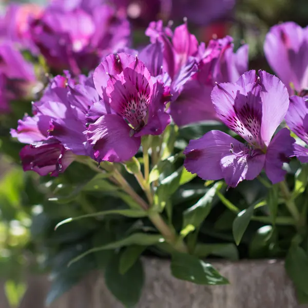 Alstroemeria Inticancha Indigo (pbr)