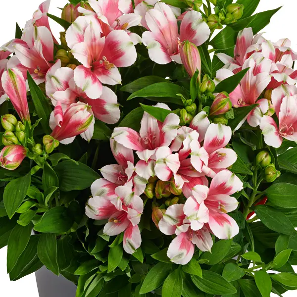 Alstroemeria Inticancha Maya (pbr) Alstroemeria Inticancha Maya (pbr)