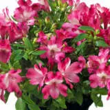 Alstroemeria Inticancha Romance P68alsiro - Garden Express Australia