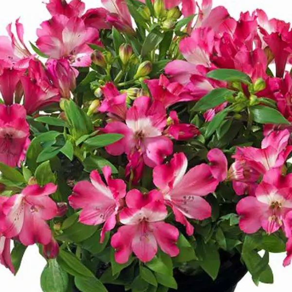 Alstroemeria Inticancha Romance (pbr)
