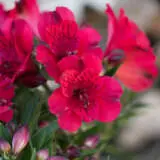Alstroemeria Inticancha Valentino P68alsiva - Garden Express Australia