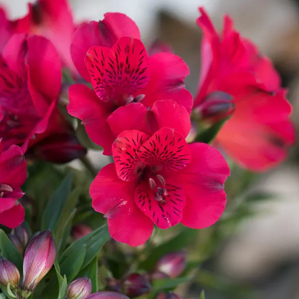 Alstroemeria Inticancha Valentino (pbr)