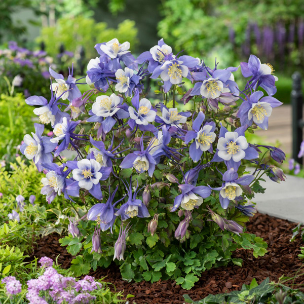 Aquilegia Earlybird Blue And White Aquilegia Earlybird Blue And White
