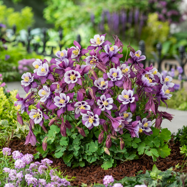Aquilegia Earlybird Purple & White