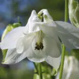 Aquilegia Earlybird White P68aquebw - Garden Express Australia