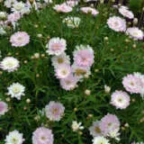 Argyranthemum Madeira Pink Blush P68argmpb - Garden Express Australia