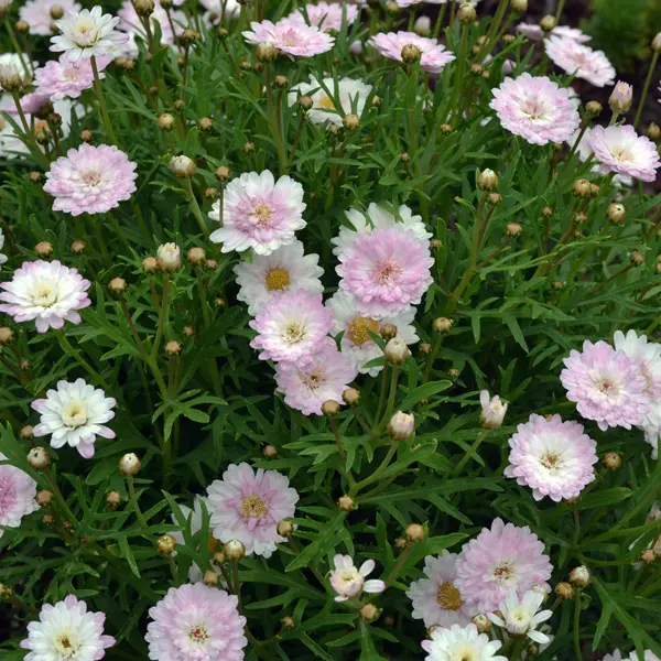 Argyranthemum Madeira Pink Blush Argyranthemum Madeira Pink Blush
