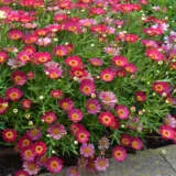 Argyranthemum Madeira Single Red P68argmsr - Garden Express Australia