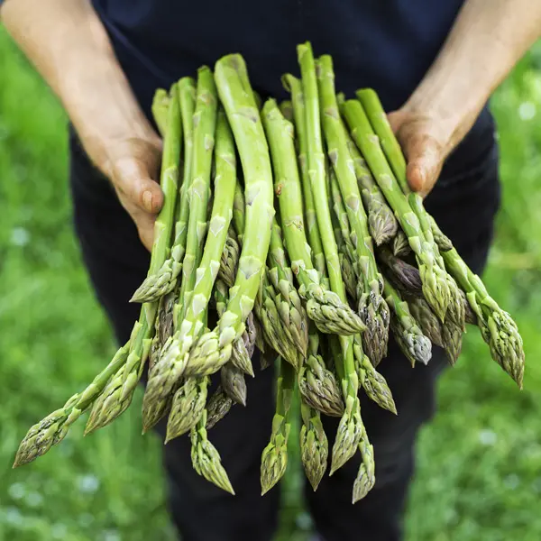 Asparagus Mary Washington Value Pack