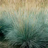 Blue Fescue Lpoblufes - Garden Express Australia