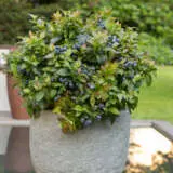 Blueberry Jelly Bean P14blujbe - Garden Express Australia