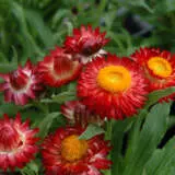 Bracteantha Scarlet P68brasca - Garden Express Australia